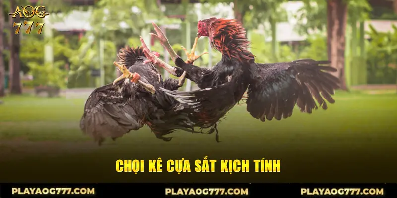 Chọi kê cựa sắt kịch tính