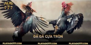 Đá gà cựa tròn