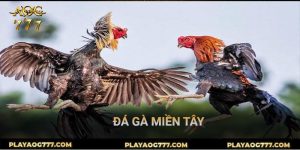 Đá gà miền tây