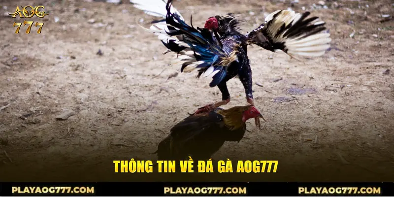 Thông tin về đá gà AOG777